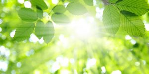 Weybridge Physiotherapy in calm and natural surroundings