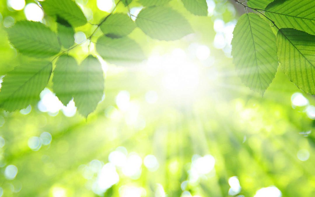Weybridge Physiotherapy in calm and natural surroundings